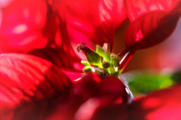 Ponsettia Flower