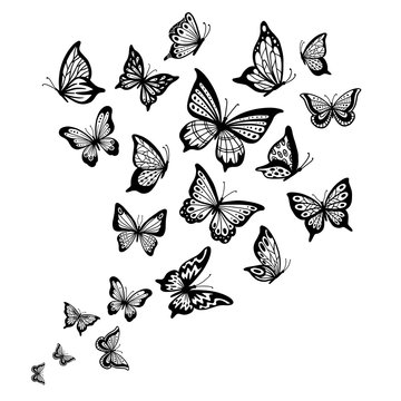 Butterflies flow. Butterfly wing, spring flying insect and flight wave vector background illustration