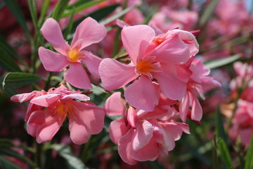 Close up of Oleander flowers in summer, Italy