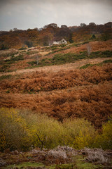 Autumn Rural Landscape