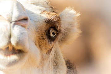 Fototapeta premium Camel