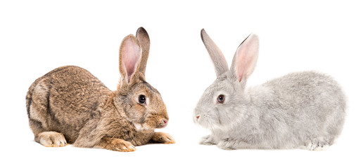 Brown and gray bunnies sitting together isolated on white background