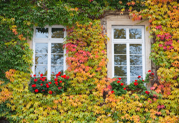 Fototapeta na wymiar Orange ivy on house with white window