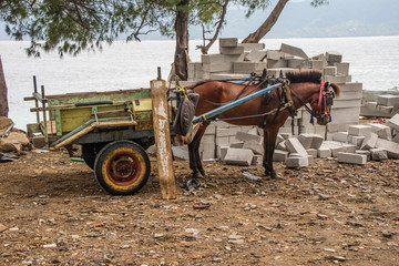 Burro puchando a carroça