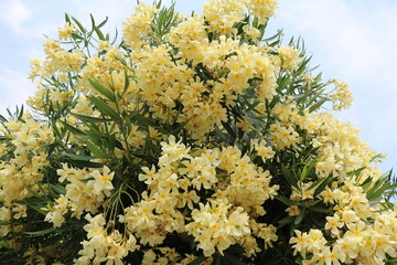  Nerium oleander blooming yellow in Pallanza Verbania at Lake Maggiore, Italy