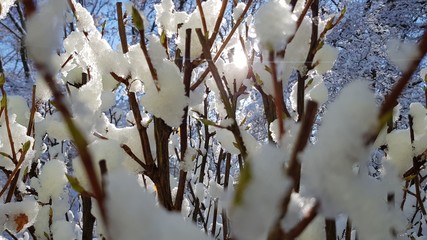 Zweige im Schnee mit Sonne
