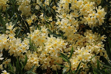 Close up of yellow Nerium oleander at Lake Maggiore, Italy
