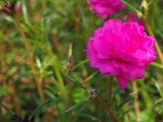 pink flower