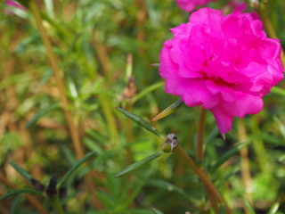 pink flower