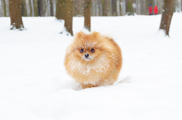 Puppy Pomeranian Spitz on a winter walk in the park. How to protect your pet from hypothermia. 