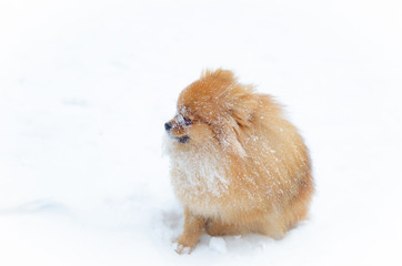 Puppy Pomeranian Spitz on a winter walk in the park. How to protect your pet from hypothermia. 