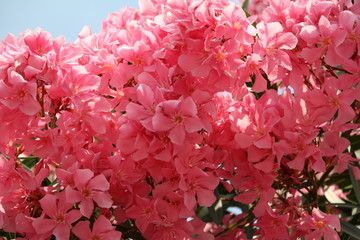 Fototapeta premium Close up of Nerium oleander at Lake Maggiore, Italy