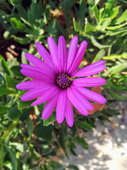 Obraz premium Purple daisy with purple and yellow center