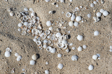 Sand and seashells background