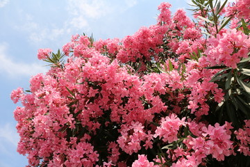 Pink blooming Nerium oleander at Pallanza Verbania at Lake Maggiore, Italy - obrazy, fototapety, plakaty