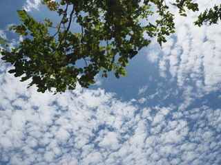 Obraz premium drzewa i niebo