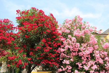 Nerium oleander at Pallanza Verbania at Lake Maggiore, Italy