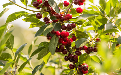 Cherries on a branch