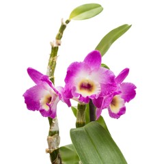 White - purple orchid  isolated on white background