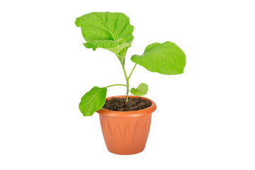 Eggplant seedlings in a pot isolated on white background.Growing concept. Object for design.