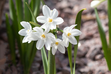 Small white daffodils.Narcissus. Spring flowers.Close up.