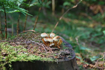 Waldspaziergang
