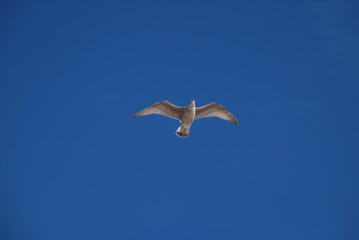 Möwe