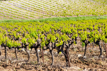 Fototapeta na wymiar vineyards near Vinsobres, France