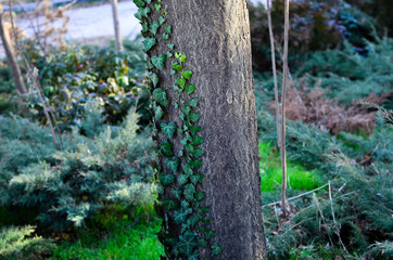 ivy on tree trunk
