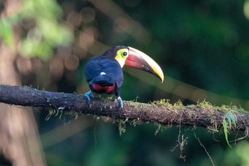 Keel-billed Toucan - Ramphastos sulfuratus, large colorful toucan from Costa Rica forest with very colored beak.