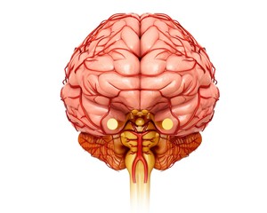 Brain arteries, illustration