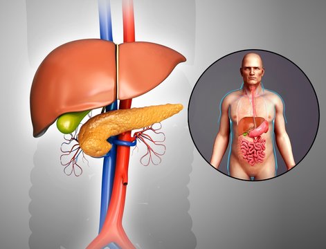 Liver and pancreas anatomy, illustration