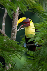 Keel-billed Toucan - Ramphastos sulfuratus, large colorful toucan from Costa Rica forest with very colored beak.