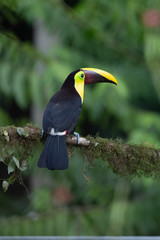 Keel-billed Toucan - Ramphastos sulfuratus, large colorful toucan from Costa Rica forest with very colored beak.