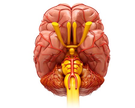 Human Brain And Arteries, Illustration