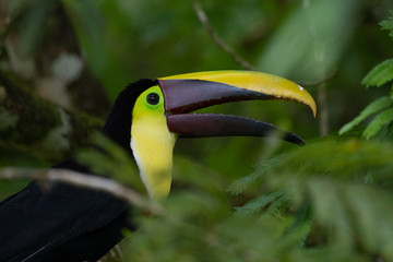 Keel-billed Toucan - Ramphastos sulfuratus, large colorful toucan from Costa Rica forest with very colored beak.