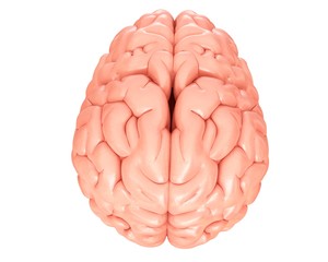 Human brain anatomy, illustration