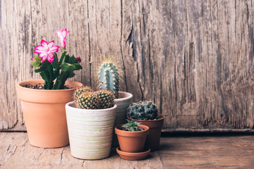 Various cactus and succulent plant in clay pot on vintage wooden background. Houseplant growing hobby and spring gardening at home.
