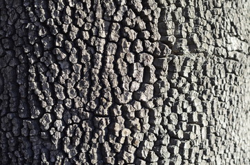 old tree bark