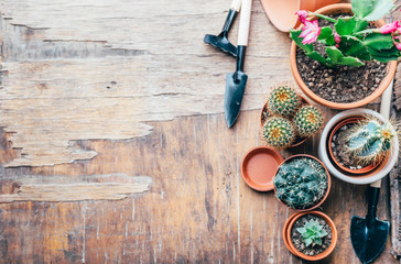 Various cactus and succulent plant in clay pot and gardening tool on vintage wooden background from above.