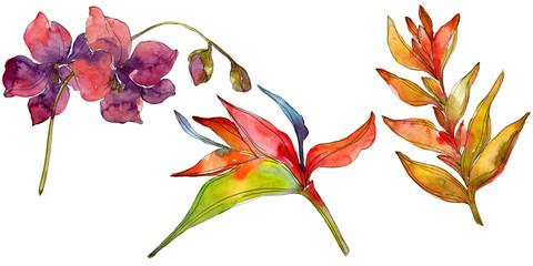 Exotic tropical floral botanical flowers. Wild spring leaf wildflower isolated. Watercolor background illustration set. Watercolour drawing fashion aquarelle isolated.