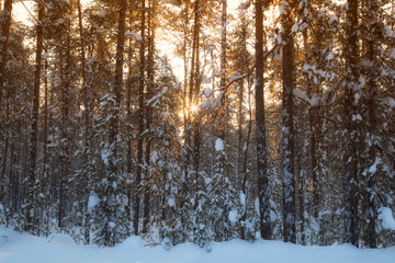 forest in winter