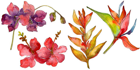 Exotic tropical floral botanical flowers. Wild spring leaf wildflower isolated. Watercolor background illustration set. Watercolour drawing fashion aquarelle isolated.