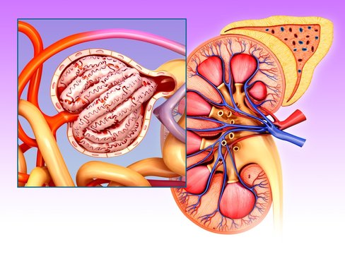 Glomerulus structure in a kidney, illustration