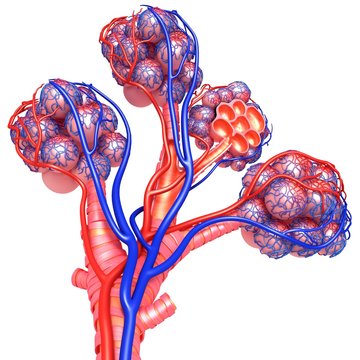 Alveoli and capillaries, illustration