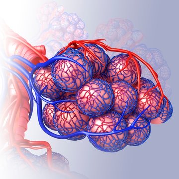 Alveoli and capillaries, illustration
