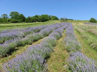 champs de lavande
