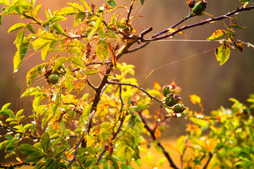 Wild rose bush at sunset in the mountains