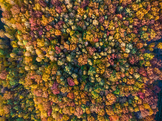 Aerial view of autumn texture colored forest. Drone shot bird eye. Natural pattern in top down aerial view over the forest. green and yellow, treetops at sunset, copy space