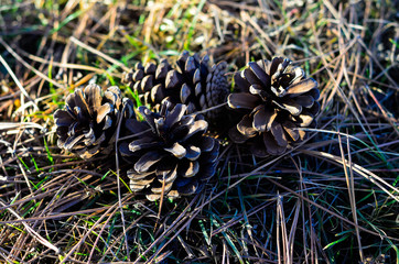 cones on the ground with sunshine